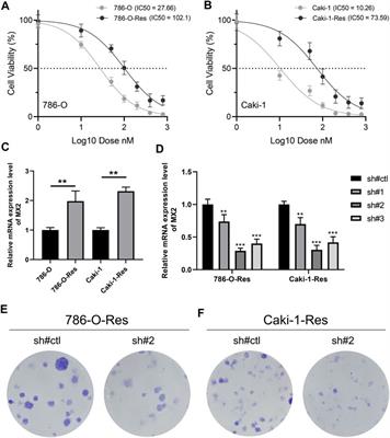 The m6A-regulation and single cell effect pattern in sunitinib resistance on clear cell renal cell carcinoma: Identification and validation of targets